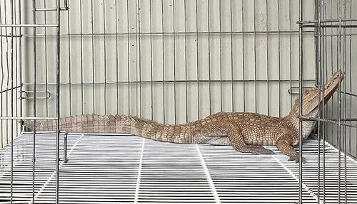 여주 소양천서 발견돼 동물보호센터에서 일시 보호 중인 샴악어