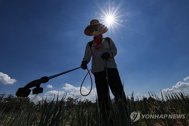 '가을걷이를 위해'…폭염 속 밭일
