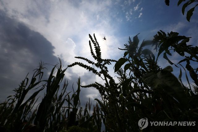 아르헨티나 옥수수 농장 [로이터=연합뉴스 자료사진. 재판매 및 DB 금지]