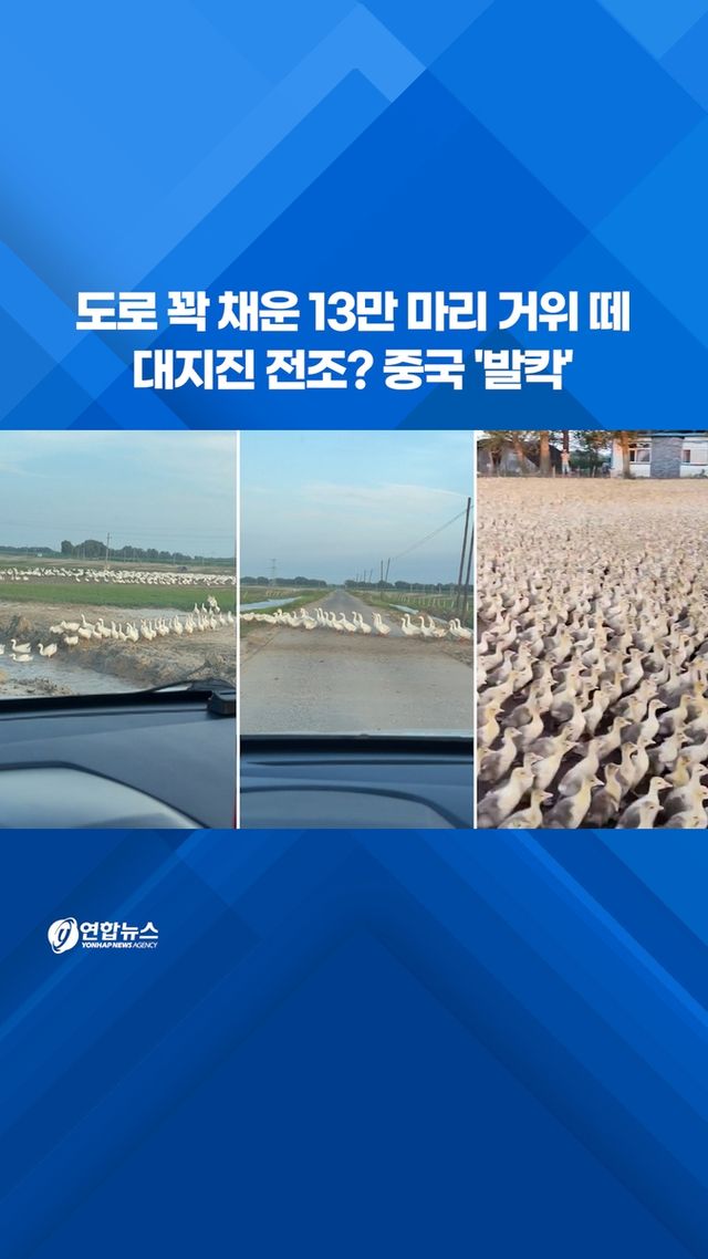 [쇼츠] 도로 꽉 채운 13만 마리 거위 떼…대지진 전조? 중국 '발칵' - 2