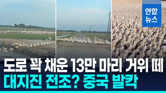 [영상] "대체 끝이 어디야" 거위 떼 한 줄로 '우르르'…지진 전조? - 2