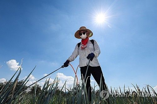 '가을걷이를 위해'…폭염 속 밭일