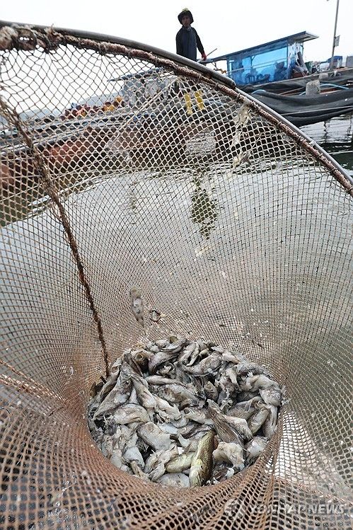 충남 태안의 한 가두리 양식장서 고수온으로 폐사한 어류를 건져내는 모습