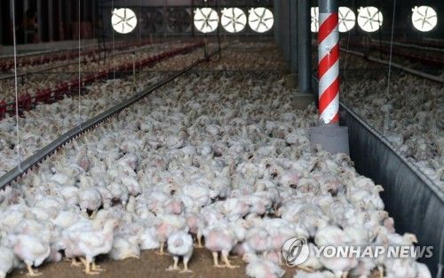 경남 거창군 주상면 육계농장에서의 닭들