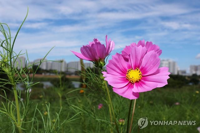가을맞아 꽃 피운 코스모스