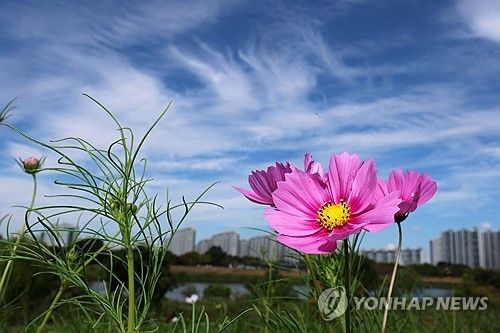 가을꽃 코스모스