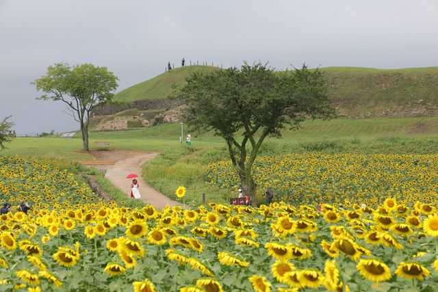 호로고루에 활짝 핀 해바라기