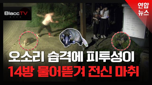 [BlaccTV] 오소리에 14방 물어뜯겼다…도심 공원서 무차별 공격 - 2