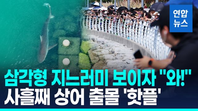 [영상] 15분에 한 번씩 "와!"…'사흘째 상어출몰' 천연 아쿠아리움 됐다 - 2