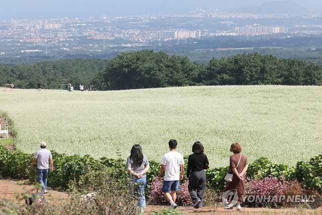 제주는 다시 메밀꽃 필 무렵