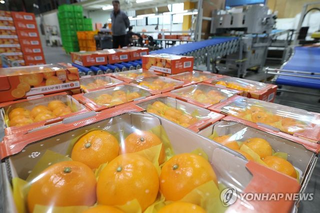 제주 감귤 유통