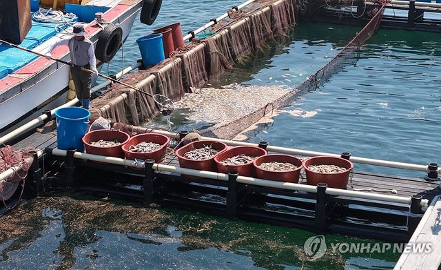 폐사 말쥐치 수거…고수온 피해
