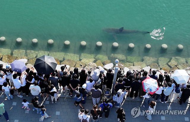 상어야 왜 여기까지 왔니