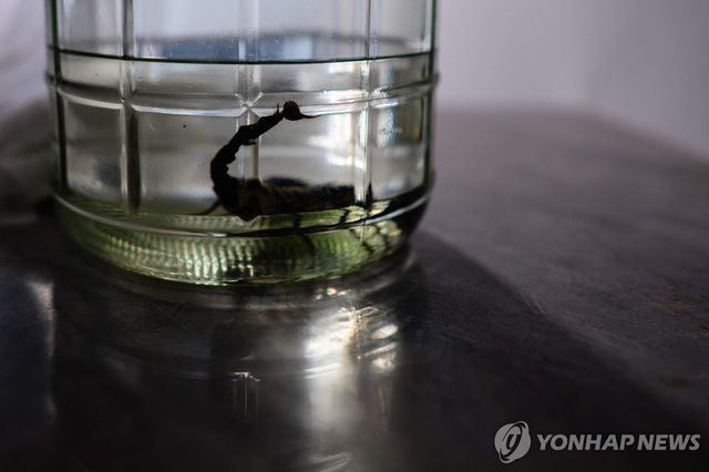 유리항아리 속 용액에 보존된 전갈. 사진은 기사 본문과 관련 없음.[AFP=연합뉴스 자료사진. 재판매 및 DB 금지]