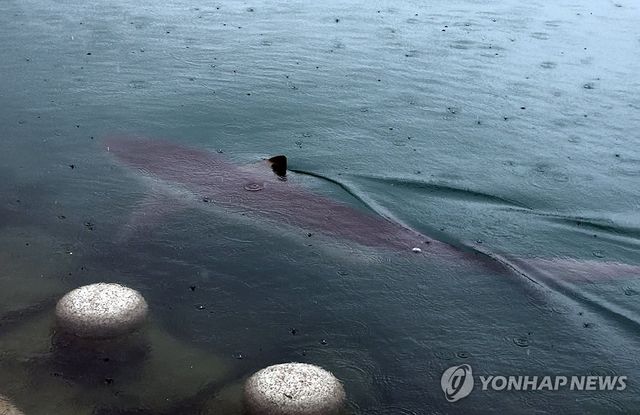 등 지느러미 드러낸 '부캉이'