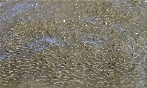 경포호수로 들어온 전어떼