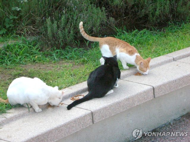길고양이