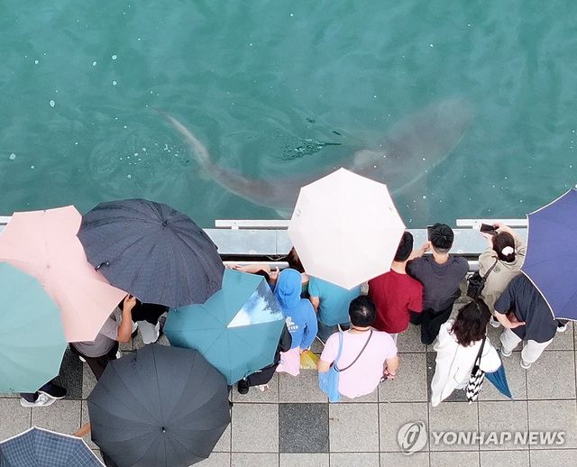 몰아내도 다시 등장한 부캉이