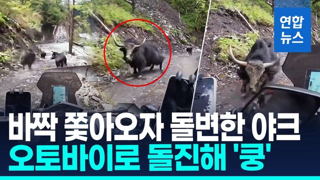[영상] '왜 자꾸 쫓아와'…中서 뒤따라오던 오토바이 들이받은 야크 - 2
