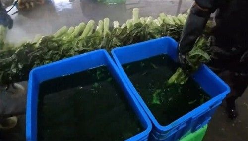 중국 소셜미디어 웨이보서 확산한 줄기상추 염색 영상