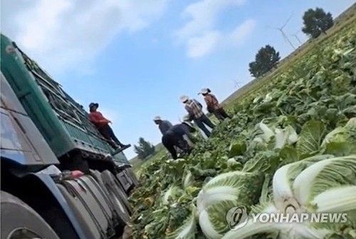 중국서 배추 신선도 유지하려 '발암물질' 사용