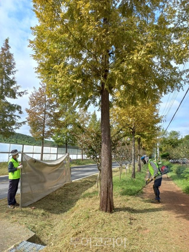 메타세콰이어길 정비