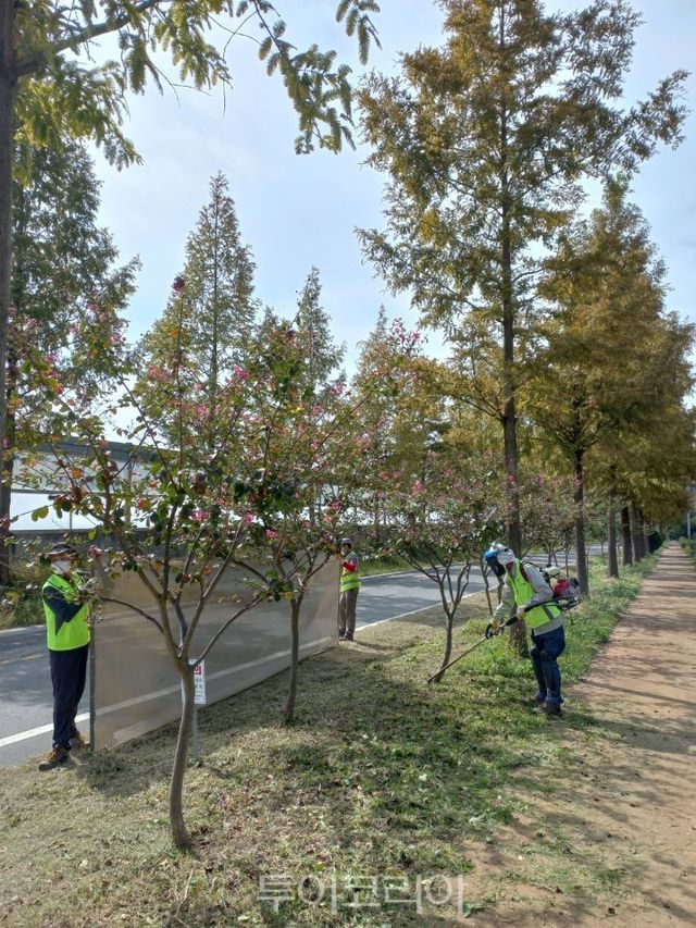 메타세콰이어길 정비