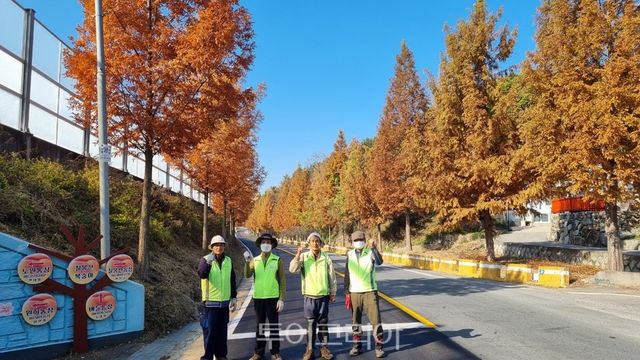 메타세콰이어길 정비