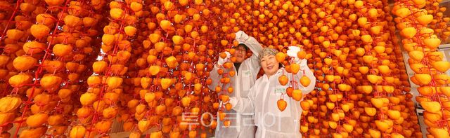 함양곶감이 주렁주렁