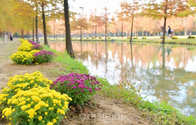 담양군 메타세쿼이아길에 활짝 핀 소국