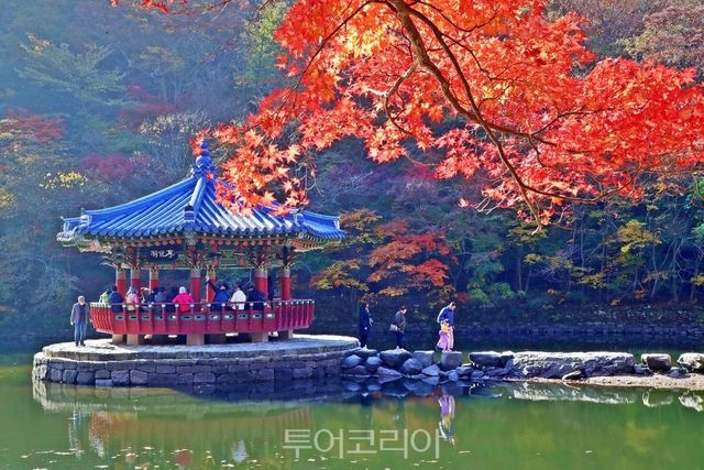 울긋불긋 단풍 절정 맞은 정읍 내장산