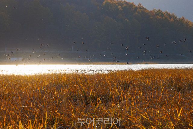 철새 무리가 철원 학저수지 일대로 월동을 위해 찾아와 군무를 선보이며 그림같은 풍경을 연출하고 있다.