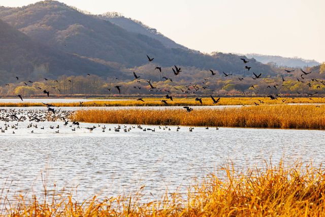 철새 무리가 철원 학저수지 일대로 월동을 위해 찾아와 군무를 선보이며 그림같은 풍경을 연출하고 있다.