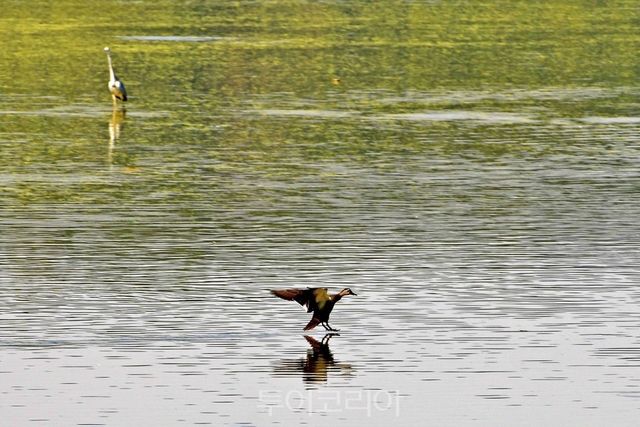 우포늪을 찾은 기러기