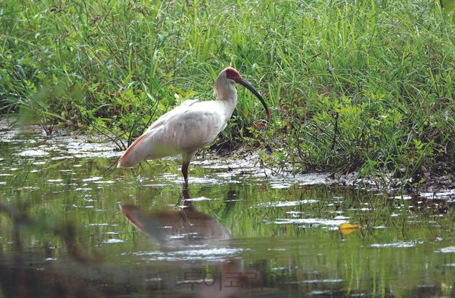 우포따오기복원센터 방사장에서 휴식 중인 따오기