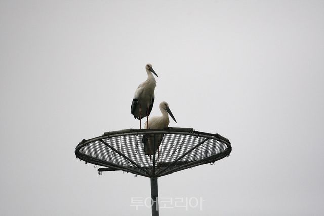 서산버드랜드 주변 무논습지에서 관찰된 황새