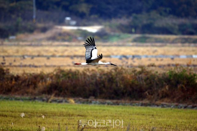 서산버드랜드 주변 무논습지에서 관찰된 황새