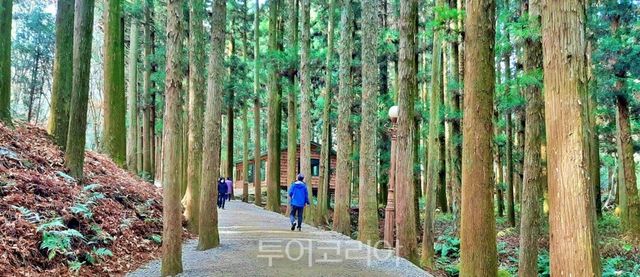 보성녹차밭 대한다원