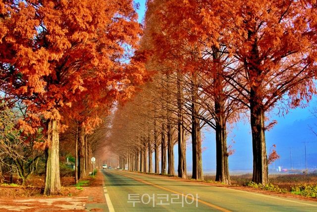 메타세쿼이아가로수길