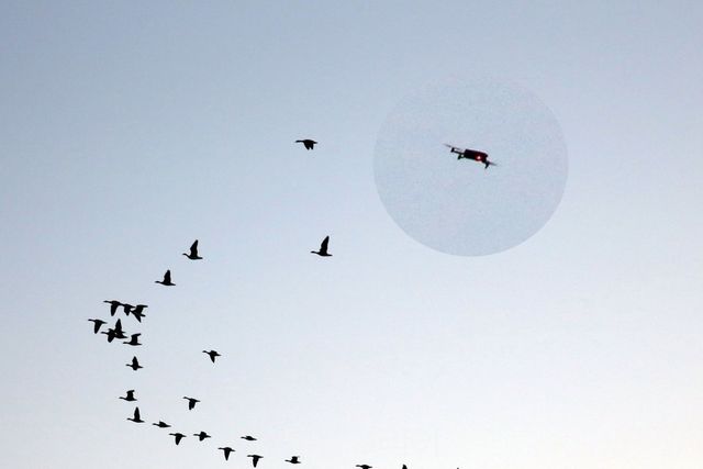 창원 주남저수지에 찾아온 겨울 철새와 철새를 찍으려는 드론