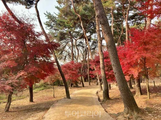 고양 서오릉 산책로 전경
