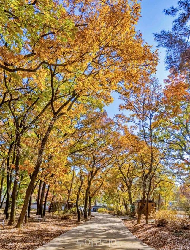 태릉 산책로 전경
