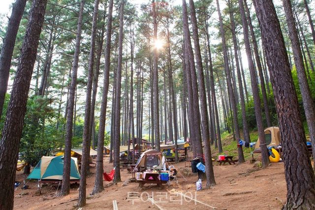 백운산자연휴양림 야영장 / 사진-광양시