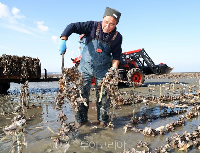 이원면 이원방조제 인근에서 굴을 채취하는 이원지역 어민들 / 사진-태안군
