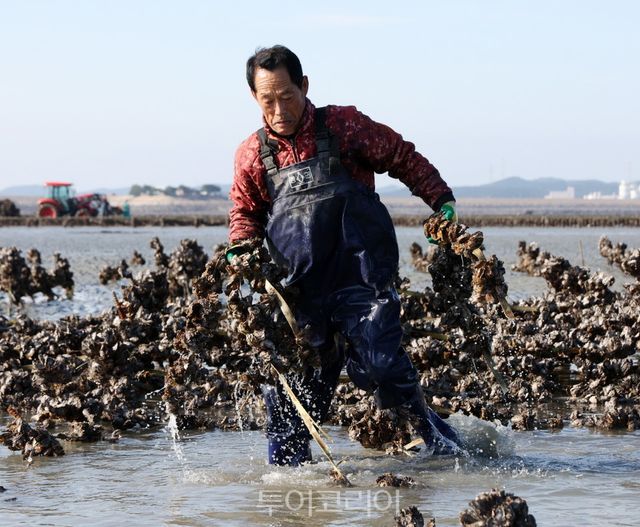 이원면 이원방조제 인근에서 굴을 채취하는 이원지역 어민들 / 사진-태안군