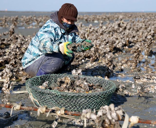 이원면 이원방조제 인근에서 굴을 채취하는 이원지역 어민들 / 사진-태안군