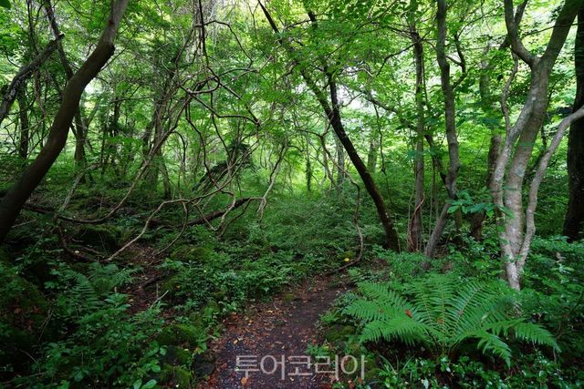 곶자왈 /사진-제주신화월드