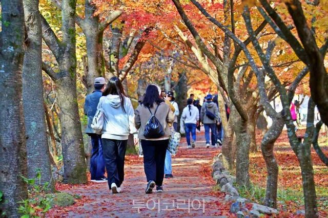 정읍 내장산 단풍이 이번 주말 절정을 맞을 것으로 보인다.