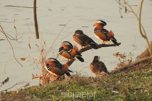 철새사진