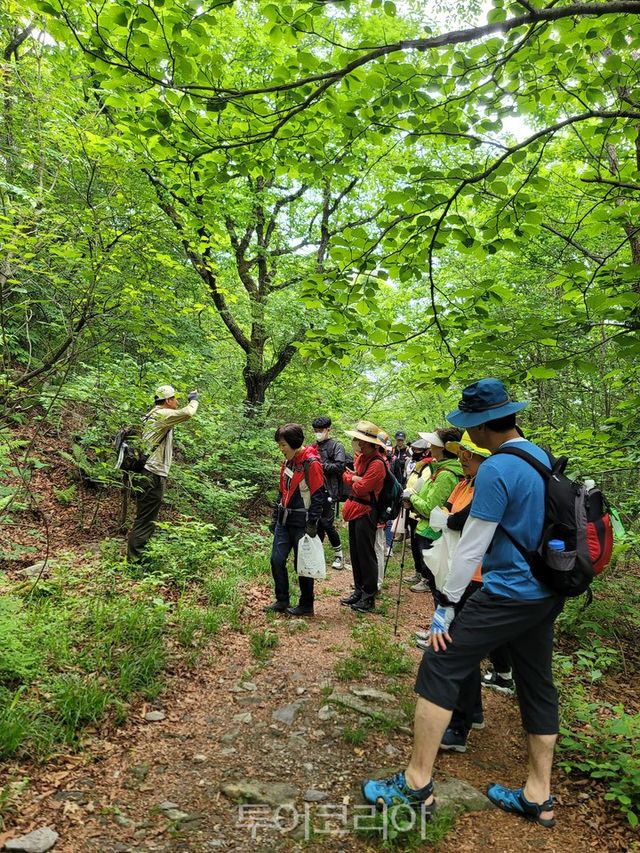 금대봉 친환경 야생화 트레킹
